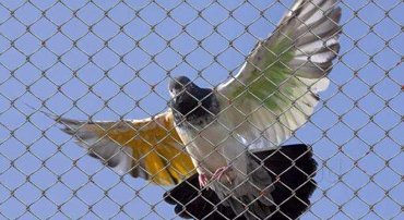 Elevate Your Safety and Hygiene with Expert Pigeon Net and Grill Solutions in Salisbury Park, Pune