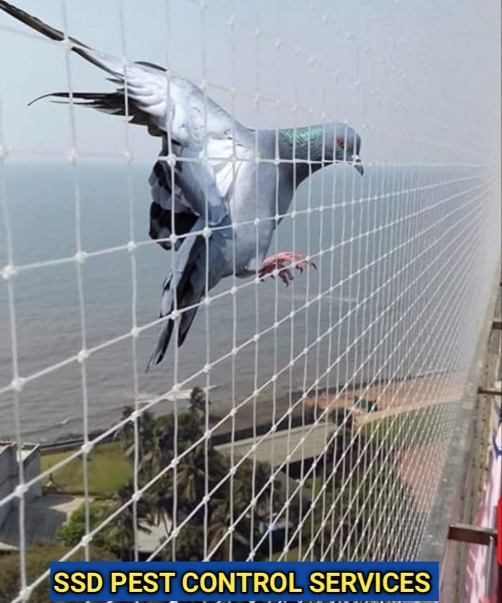 Enhance Your Living Space with Expert Pigeon Net Installation in Lalwadi Nanded