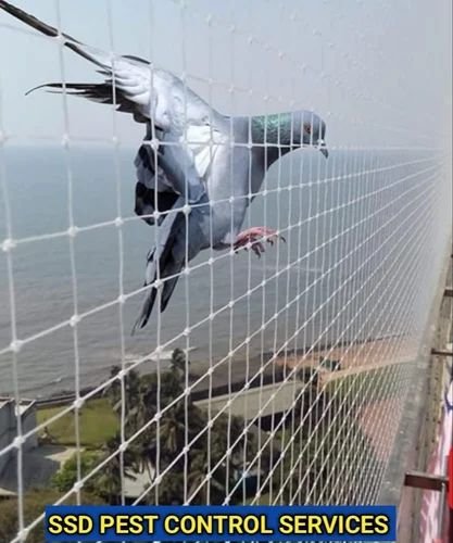 Ensuring Safety and Bird Control in Murarji Peth, Solapur - Expert Solutions for Pigeon Net Installation and More