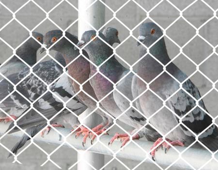 Ensuring Safety and Cleanliness: The Best Pigeon Net Installation and Bird Control Solutions in Airport Road, Nanded