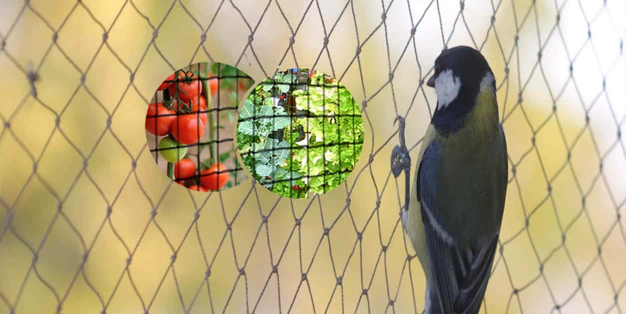 Ensuring Safety and Hygiene: Innovative Bird Control and Child Safety Solutions in Sakhar Peth, Solapur