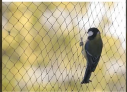 Ensuring Safety and Hygiene: Pigeon Net and Invisible Grill Solutions in Sus Road, Pune