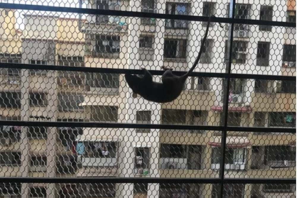 Ensuring Safety and Pest Control in Moda Gate, Akola: Expert Solutions for Balconies and Society Netting