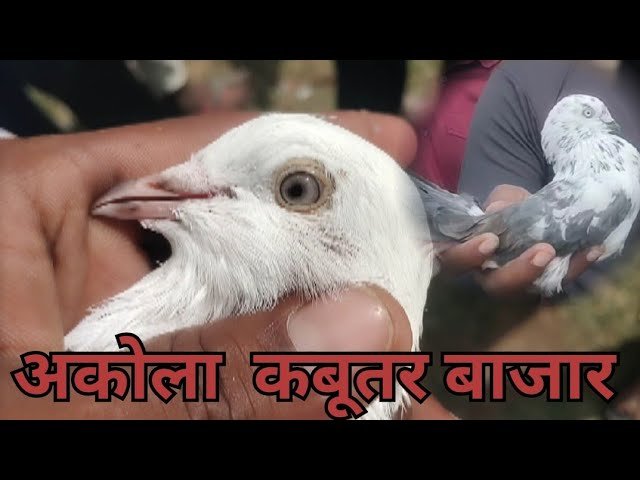 Ensuring Safety and Serenity: Bird Control and Child Safety Solutions in Matru Mandir Colony, Akola