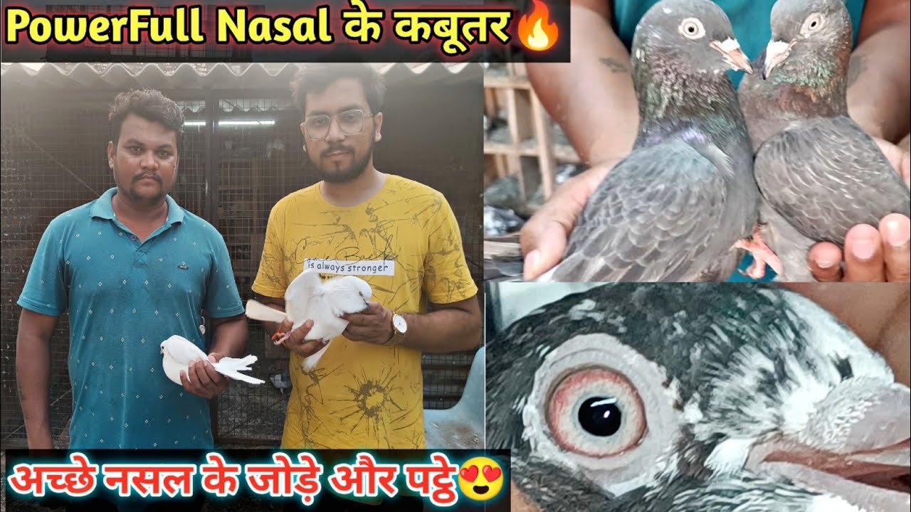 Ensuring Safety and Serenity in Sadar, Nagpur – Expert Pigeon Net Installation and Modern Balcony Safety Solutions