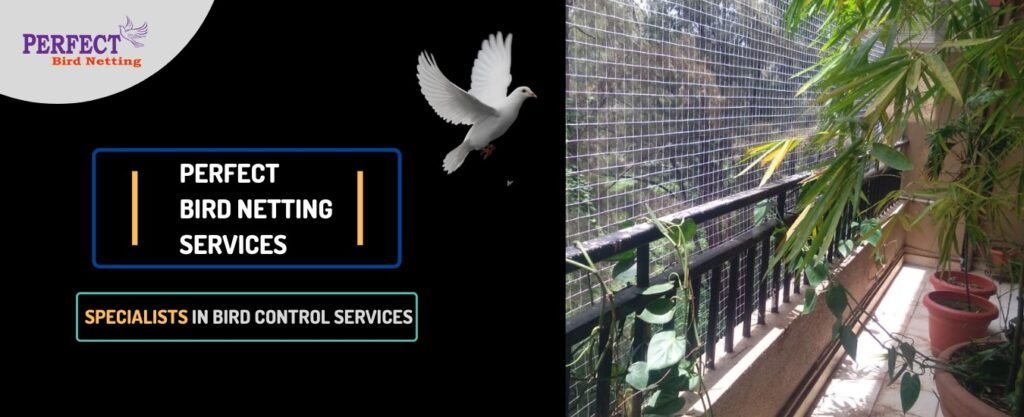 Ensuring Safety and Serenity: Pigeon Nets and Invisible Grills in Nanded City Township, Pune