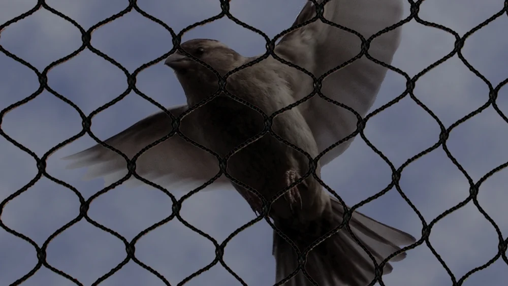 Invisible Grill Pigeon Net Installation in Chikalthana (Airport Area) | Balcony Safety Nets