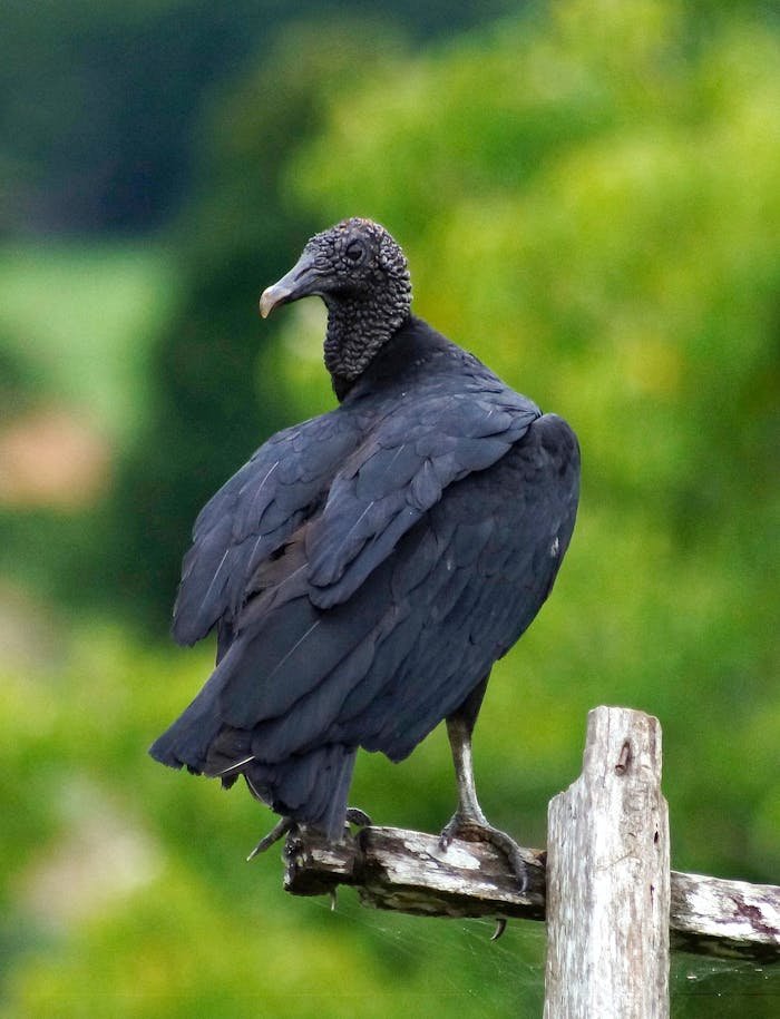 team-05 Stunning close-up of a black vulture perched on a wooden branch against a blurred green background.