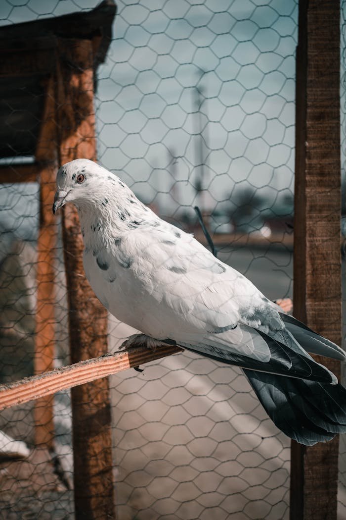 services-01 A detailed close-up of a white pigeon resting on a wooden beam behind a net fence.