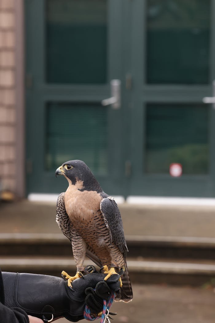 team-06 Peregrine falcon perched on a human hand with a glove, showcasing wildlife interaction.