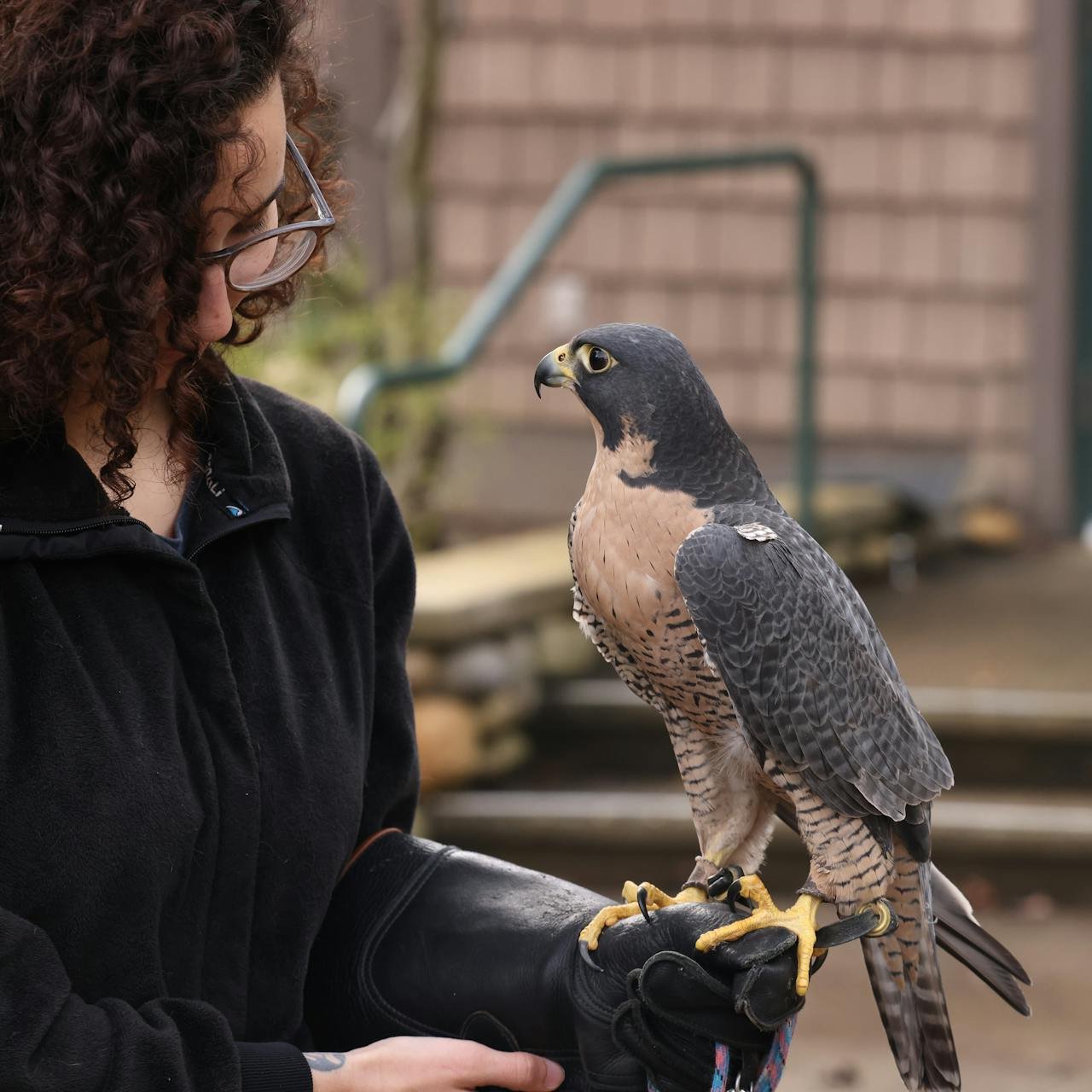Close-up of a woman holding a peregrine falcon outdoors, showcasing falconry art.
