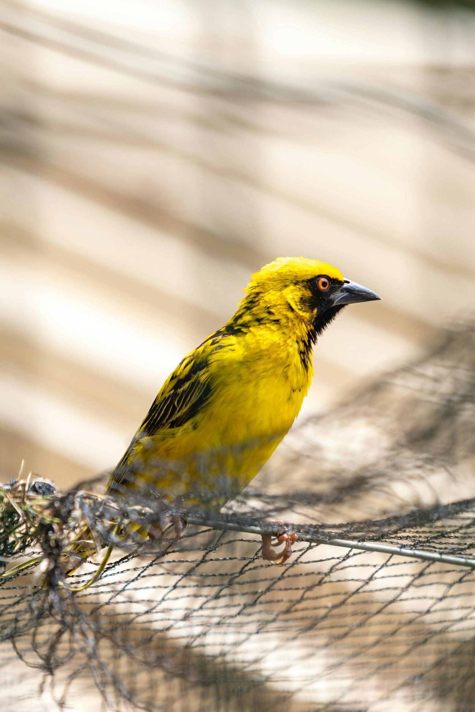Bright yellow village weaver bird perched on a net in Mauritius, showcasing its vibrant plumage.