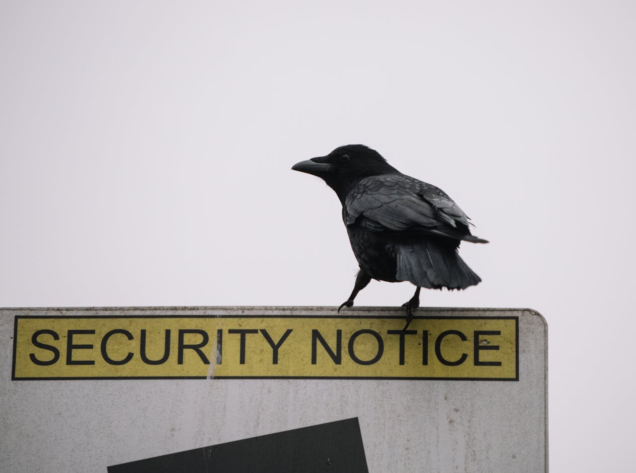 team-04 Low angle of wild black crow sitting on road security notice sign on gray background