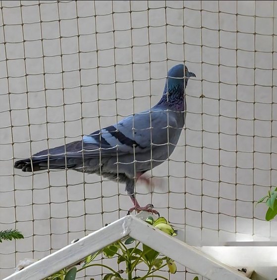 Pigeon Net Installation in Baijipura  Invisible Grill in Baijipura | BK Pigeon Net  Invisible Grill