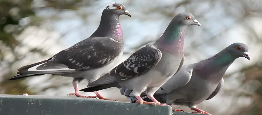 Pigeon Net Installation in Chandur Railway Road Amravati – Protecting Your Home with Advanced Safety and Bird Control Solutions