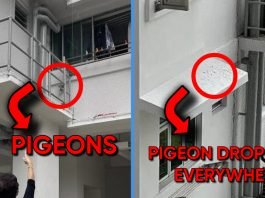 Pigeon Net Installation in Gadhinglaj - Safeguarding Homes