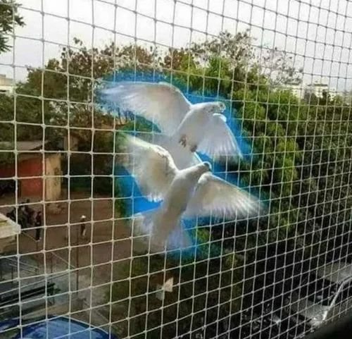 Pigeon Net Installation in Nagala Park - Safer Balconies