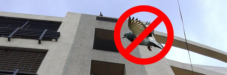 Pigeon Net Installation in Rankala - Securing Homes