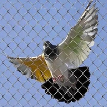 Pigeon Net Installation in Sane Guruji Vasahat - Safe, Smart Solutions